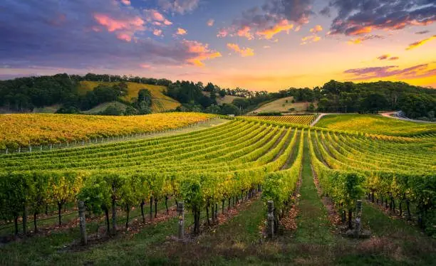 Vineyard rows at sunset in the Adelaide Hills